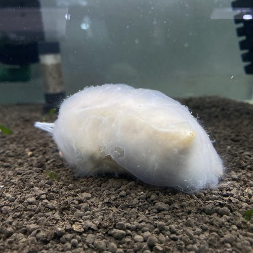 【阿凱水族】雪花滷包 水晶蝦.米蝦 開缸.翻缸必備 觀賞蝦最愛