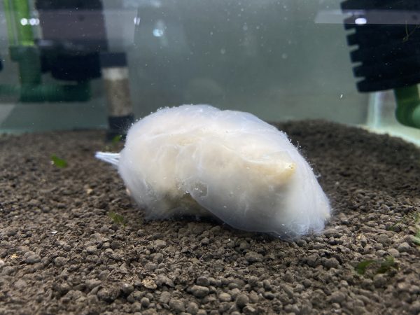 379843755_829731232191569_519951845239273653_n 【阿凱水族】雪花滷包 水晶蝦.米蝦 開缸.翻缸必備 觀賞蝦最愛