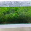 LINE_ALBUM_蝦照_230611_140 【阿凱水族】怪蕨莫絲 水草 遮蔽 躲藏 造景 淨化水質