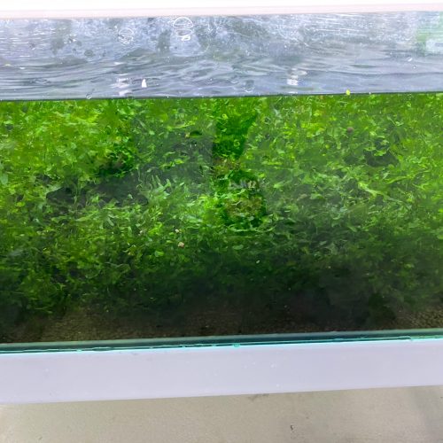 【阿凱水族】怪蕨莫絲 水草 遮蔽 躲藏 造景 淨化水質
