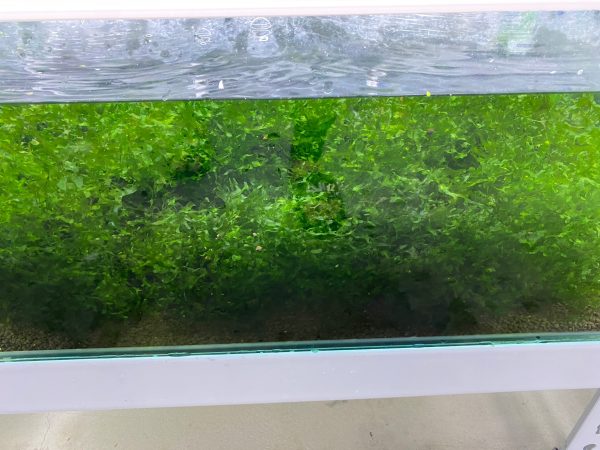 LINE_ALBUM_蝦照_230611_140 【阿凱水族】怪蕨莫絲 水草 遮蔽 躲藏 造景 淨化水質