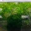 LINE_ALBUM_蝦照_230611_141 【阿凱水族】怪蕨莫絲 水草 遮蔽 躲藏 造景 淨化水質