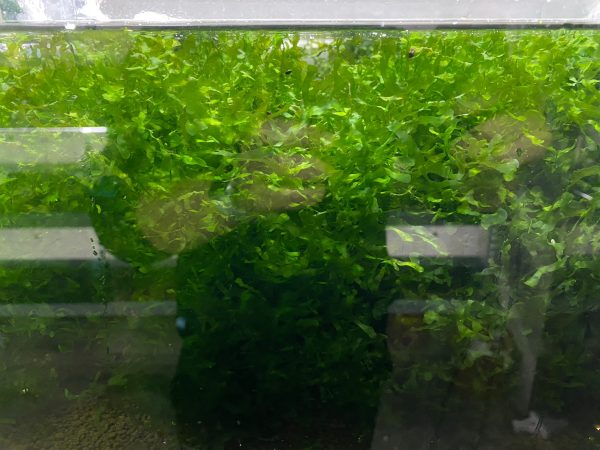 LINE_ALBUM_蝦照_230611_141 【阿凱水族】怪蕨莫絲 水草 遮蔽 躲藏 造景 淨化水質