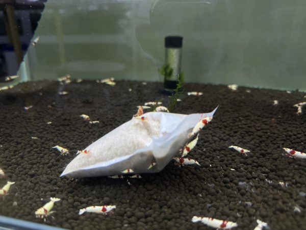 【阿凱水族】水晶蝦.米蝦 爆殖首選, 貴夫人爆爆包 熱銷世界各地 微生物滷包