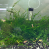 【阿凱水族】爪哇 小三角 莫絲水草 散裝 造景 陰性水草 螯蝦飼料