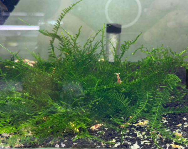 【阿凱水族】爪哇 小三角 莫絲水草 散裝 造景 陰性水草 螯蝦飼料