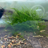 【阿凱水族】爪哇 小三角 莫絲水草 散裝 造景 陰性水草 螯蝦飼料