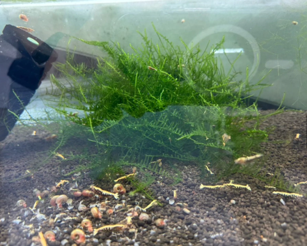 【阿凱水族】爪哇 小三角 莫絲水草 散裝 造景 陰性水草 螯蝦飼料
