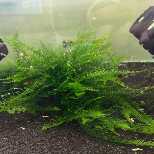 【阿凱水族】爪哇 小三角 莫絲水草 散裝 造景 陰性水草 螯蝦飼料