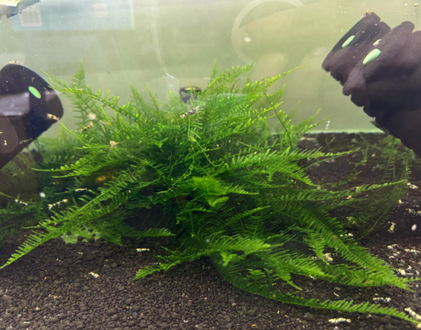 【阿凱水族】爪哇 小三角 莫絲水草 散裝 造景 陰性水草 螯蝦飼料