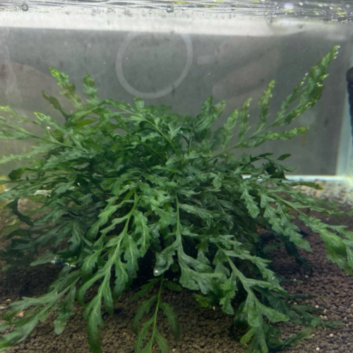 【阿凱水族】黑木蕨 水草 陰性草 免CO2 超好種