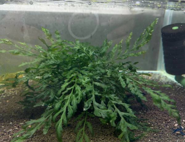 【阿凱水族】黑木蕨 水草 陰性草 免CO2 超好種