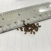 【阿凱水族】蝦飼料65克罐裝 水晶蝦 米蝦 螯蝦 皆可以餵食 沉底飼料